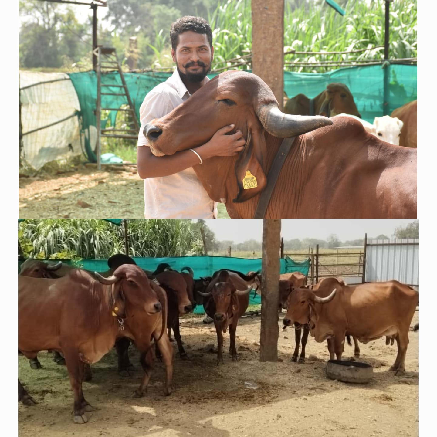 L-Neemuch111025114327