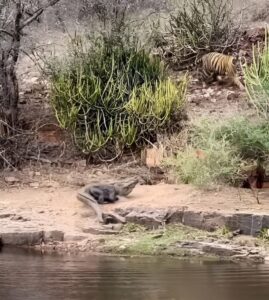 Tiger vs Crocodile Fight