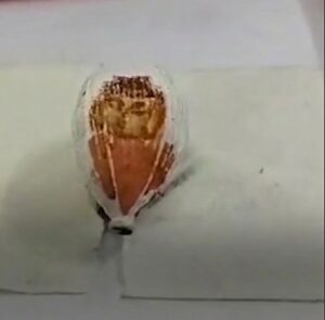 उज्जैन न्यूज़ (Ujjain News)