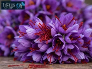Indoor Saffron Farming