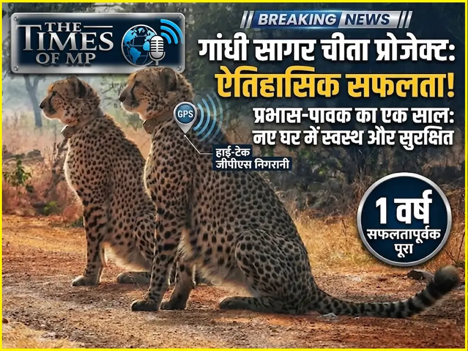 गांधी सागर चीता प्रोजेक्ट