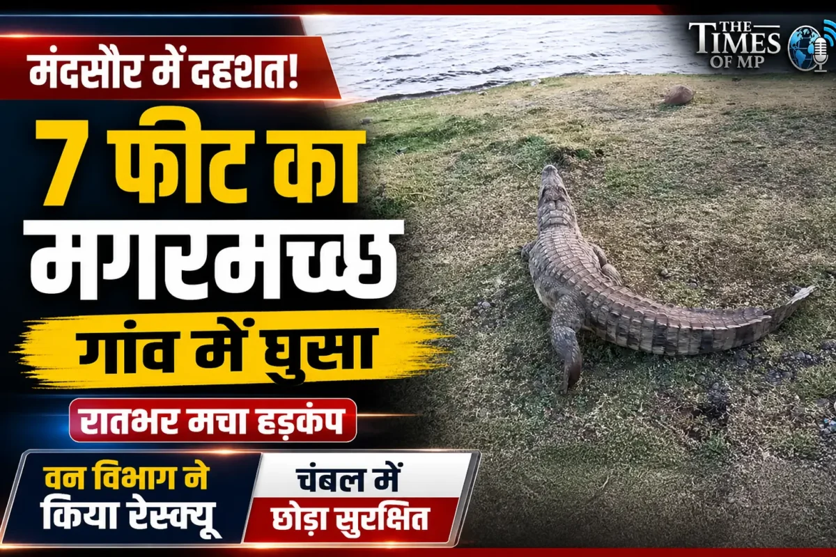 मगरमच्छ