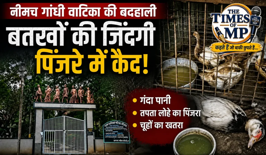 नीमच गांधी वाटिका बत्तखों की दुर्दशा