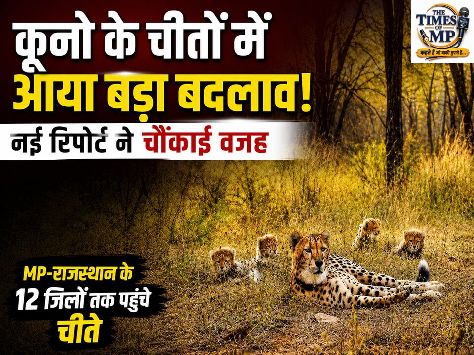 कूनो के चीते- The Times Of MP
