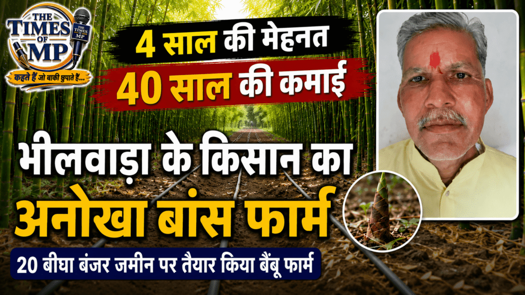 भीलवाड़ा में 20 बीघा बंजर जमीन पर बांस की खेती करने वाले किसान महावीर काबरा अपने बैंबू फार्म में। | The Times of MP