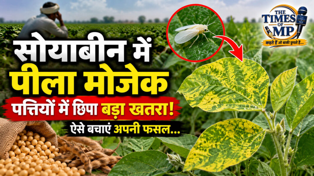soybean-me-peela-mosaic |The Times of MP